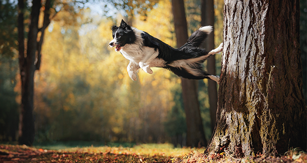 Abenteuer Waldspaziergang