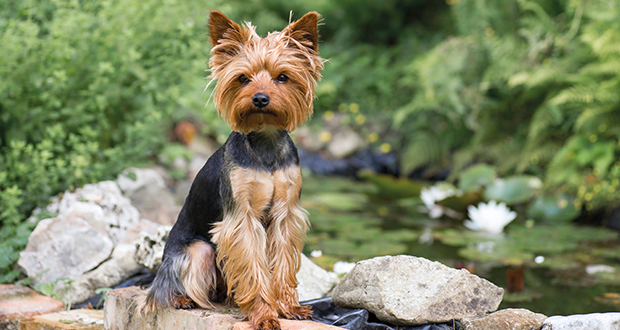 Yorkshire Terrier