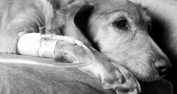 Tierquälerei – Hund verhungert, kein Geld für Einschläfern