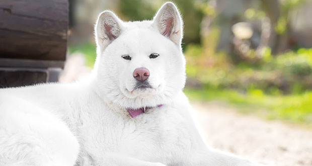 Akita Inu im Rasseportrait