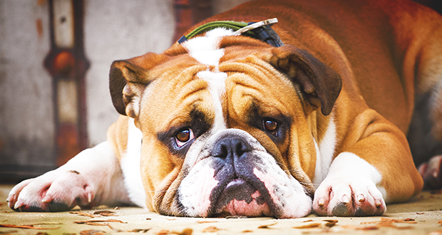 Bully-Bashing, oder: Die Qualzucht-Rassen Französische Bulldogge, Englische Bulldogge und Mops