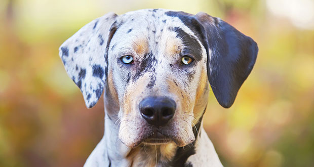 Der Louisiana Catahoula Leopard Dog