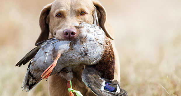 Verhaltensgenetik – der Apfel fällt nicht weit vom Stamm