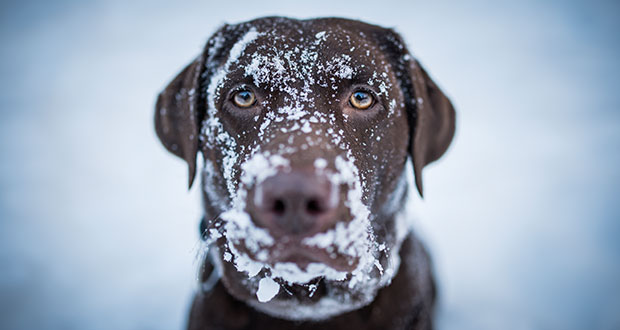 Hausmittel gegen Winterleiden