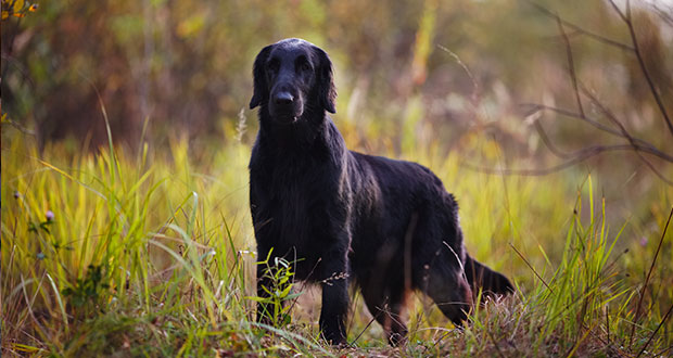 Flat Coated Retriever im Rasseportrait