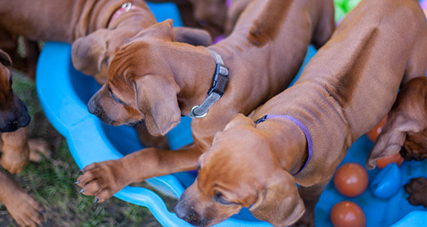 Augen auf beim Welpenkauf