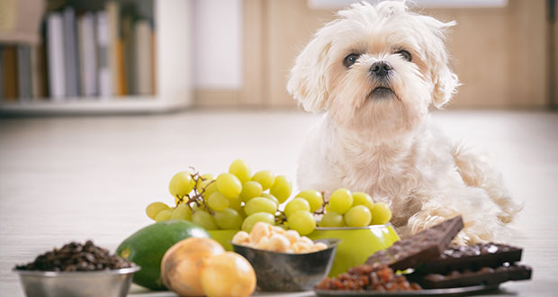Knochen, Birkenzucker, Zwiebel & Co. – Gefahren bei der Fütterung des Hundes