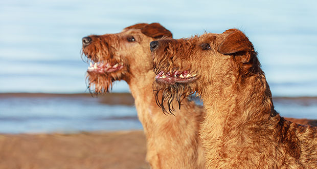 Irish Terrier – roter Spitzbub von der grünen Insel