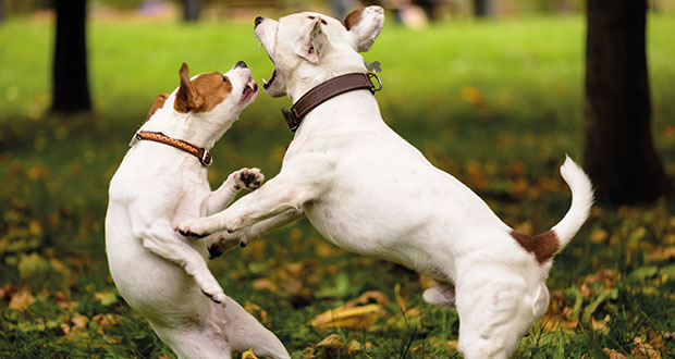 Raufen, Hochspringen und andere Kavaliersdelikte