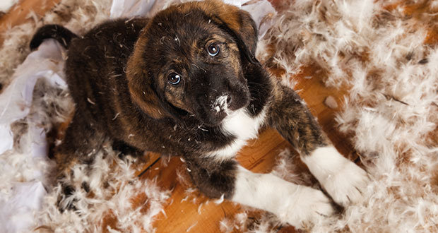 5 häufige Missverständnisse zwischen Mensch und Hund