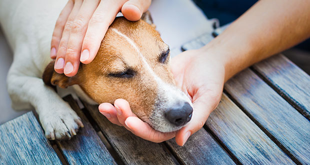 Traditionell Chinesische Medizin beim Hund