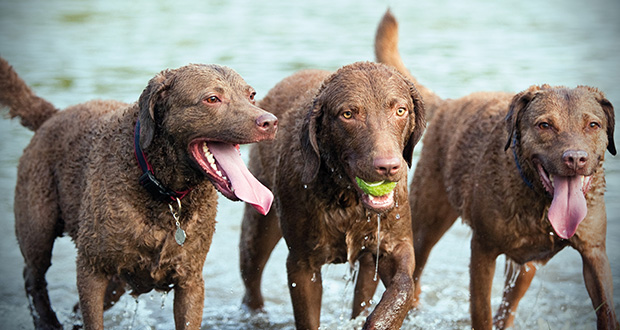 Rasseportrait: Chesapeake Bay Retriever