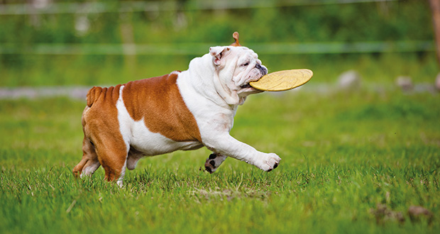 Rasseportrait: die Englische Bulldogge
