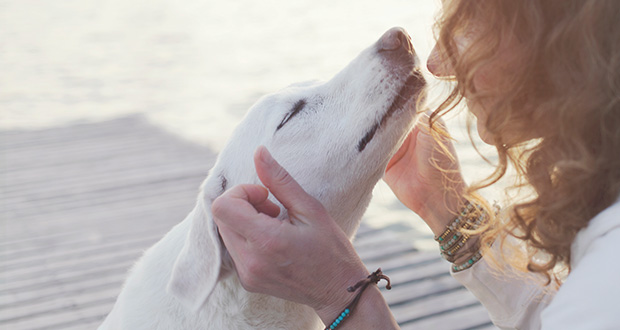 Vertrauensbeziehung Hund und Mensch