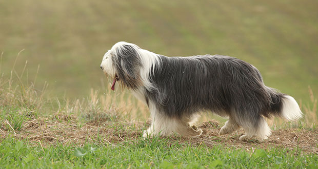 Rasseportrait: der Bearded Collie