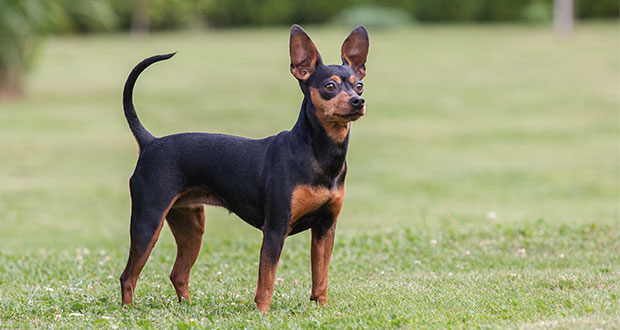Rasseportrait: der Zwergpinscher