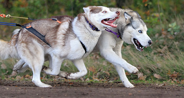 Power aus dem Futternapf