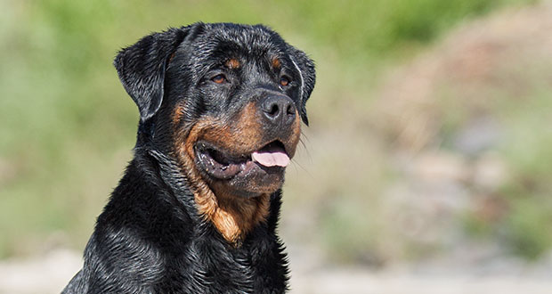 Rasseportrait Rottweiler