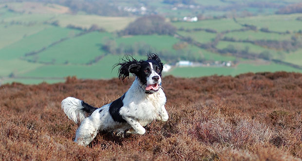 Rasseportrait English Springer Spaniel