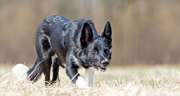 Der Border Collie – nimmermüder Workaholic