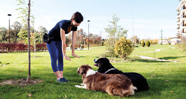 Aufmerksamkeit gewinnen und halten – mehr Pep im Hundetraining