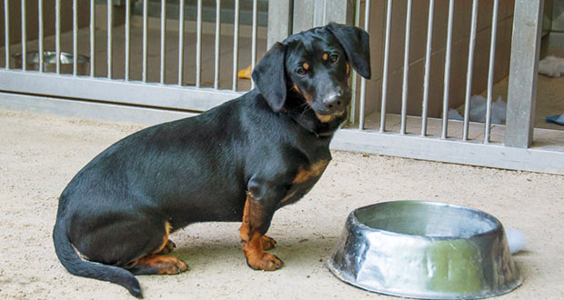 Abenteuer Tierheimhund – und dann kam Frieda…