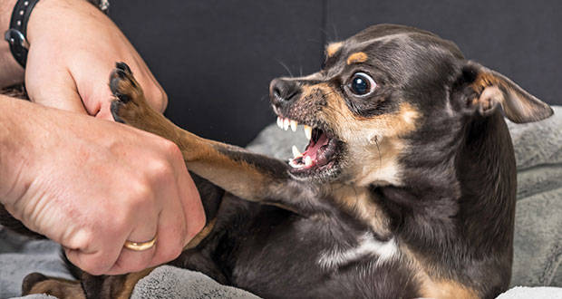 Hundesprache – wichtige Warnsignale richtig erkennen