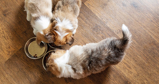 Der Grundstein für ein gesundes Leben – Welpenfütterung