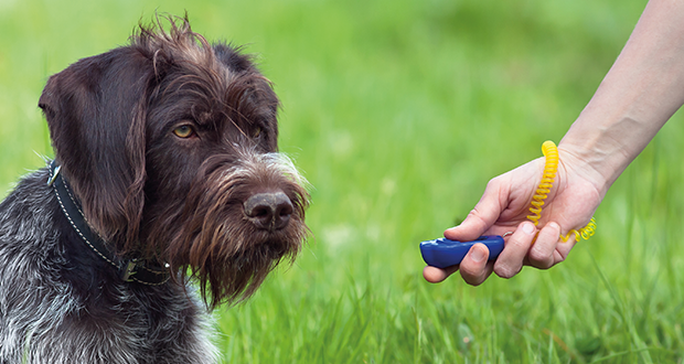 Richtig bestätigen – Clicker, Markerwort & Co.