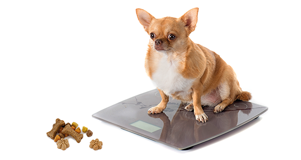 Dickmacher vom Speiseplan entfernen