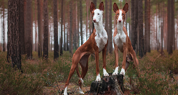 Rasseportrait: Podenco Ibicenco