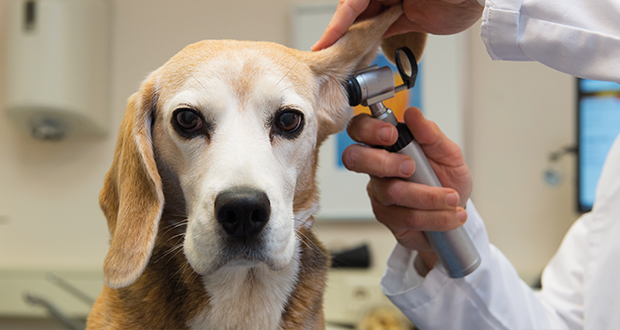Wenn die Welt aus dem Gleichgewicht gerät – das Vestibular-Syndrom