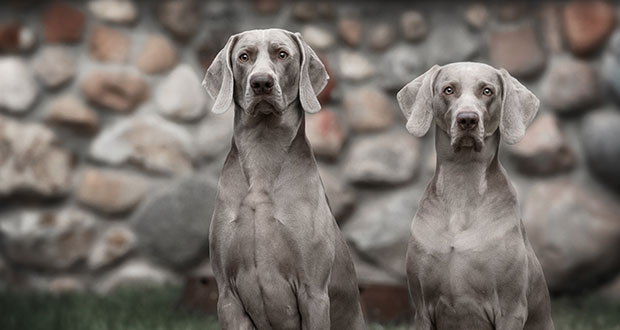 Rasseportrait: Weimaraner