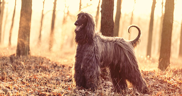 Im Portrait: der Afghanische Windhund