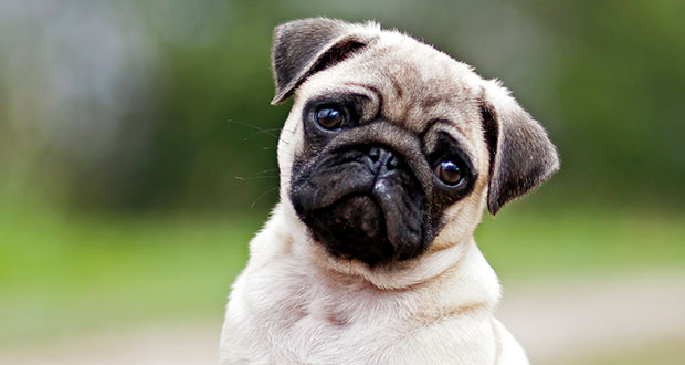 Mops Edda gepfändet und auf Ebay verkauft