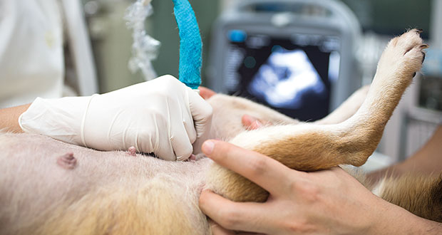 Kastration sinnvoll oder nicht?