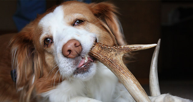 Kauartikel unter der Lupe