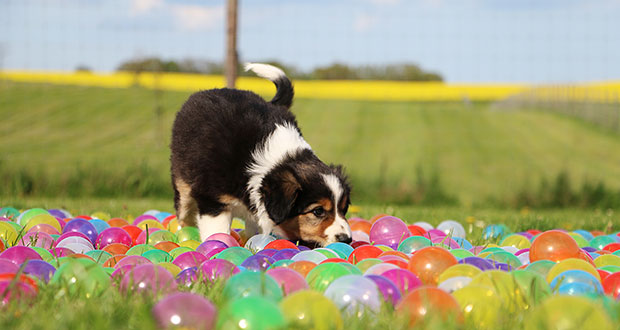 Praxischeck – Welpenschule