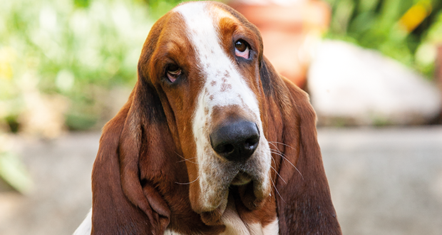 Qualzuchtkontrollen – zahlreiche Hunde von Internationaler Hundeausstellung Graz 2019 ausgeschlossen