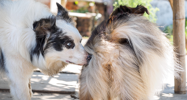 Praxis-Check: die Läufigkeit der Hündin