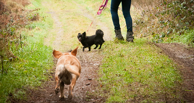 Sicherer Rückruf – Tipps für einen sorglosen Freilauf