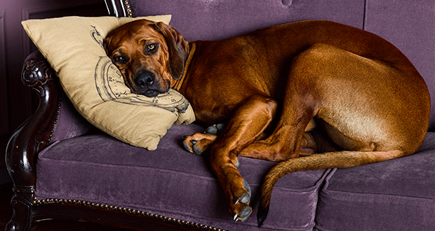 “Runter vom Sofa, oder? Welche Alltagsregeln wirklich Sinn machen.