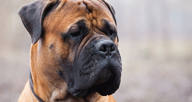 Der Bullmastiff im Rasseportrait