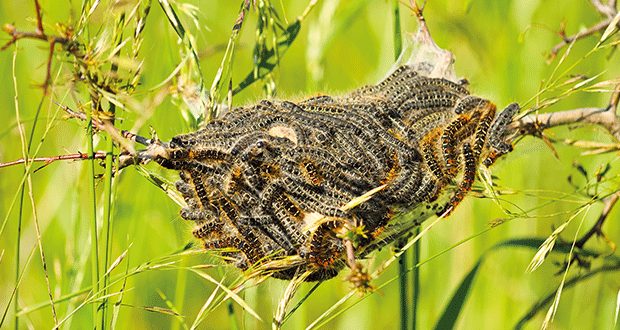 Eichenprozessionspinner – Tödliche Schönheit