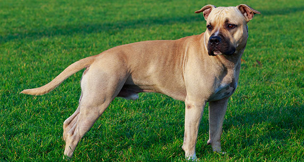 Zwei Betreuerinnen von Hund schwer verletzt