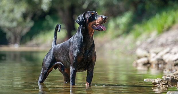 Der Dobermann – edler Kindskopf
