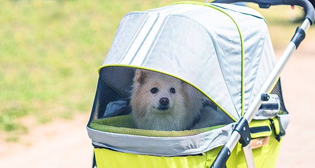 Transportmittel für Hunde