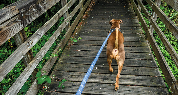 Theratrail – Trailen als Therapie