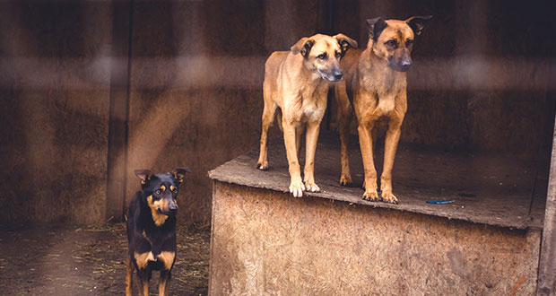 Der schwierige Weg zurück ins Leben von Tierheimhunden