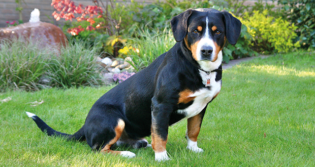 Der Entlebucher Sennenhund